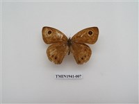 藏品(白漪波眼蝶)的圖片